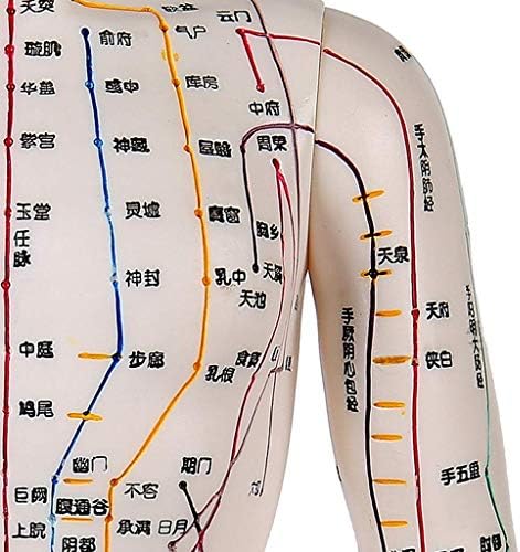 Мъжки модел LIUSHI Acupuncture - Модел за Акупунктура - Модел на Човешкото Меридиан, Акупунктурная точка, Височина