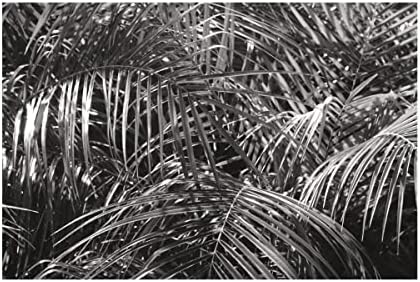 Търговска марка на Fine Art 'Tropical Fronds BW' Платно-арт от Wild Apple Portfolio 22x32